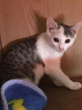 サバシロの猫ちゃんです?
