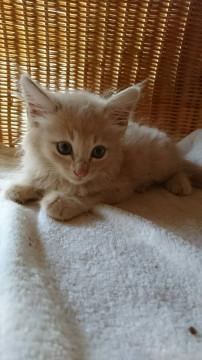 ミルクティー色  男の子 2ヶ月半