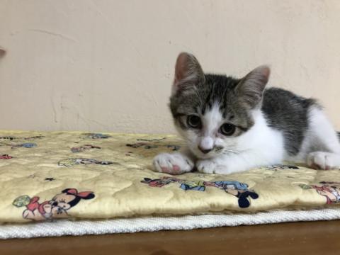 大人しそうですが活発です