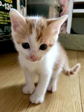 甘えん坊な茶白くん