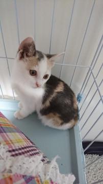 三毛ちゃん。
