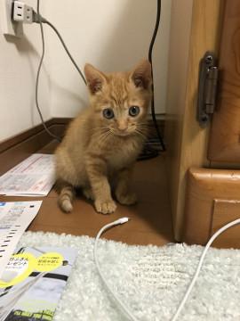 かわいい茶トラちゃん