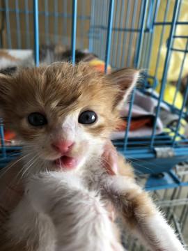 長毛 茶白の大ちゃん