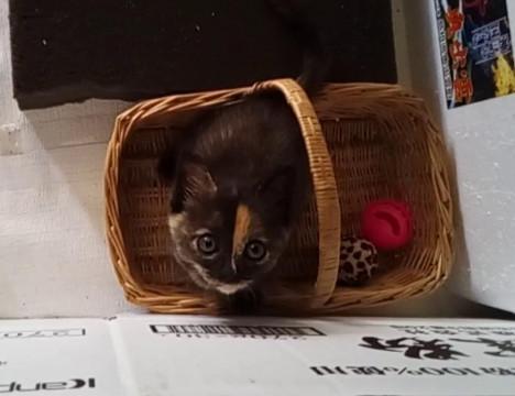 里親募集 サビ仔猫
