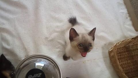 里親募集 シャム仔猫