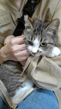 甘えん坊きじしろくん