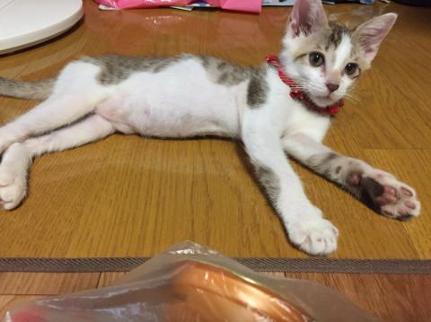 元気いっぱい、いたずら大好き