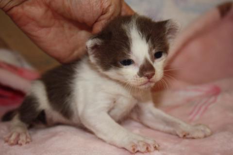 レアカラー チョコx白