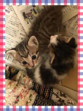 夏休みから始めたい子猫ちゃんとの生活！