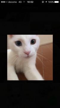 綺麗な目の白猫ちゃん?