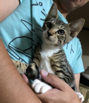 甘えん坊の靴下にゃんこ