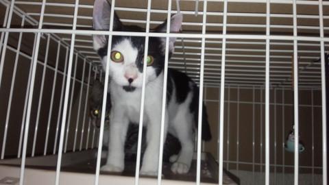 ちょっとツンデレな白黒君