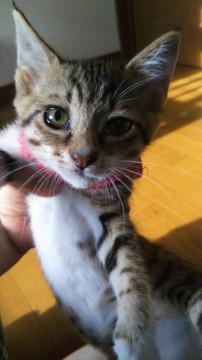甘えん坊のキジ猫、華ちゃん