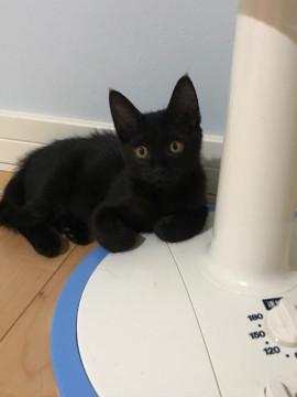 会社の倉庫で弱っていた黒猫ちゃん