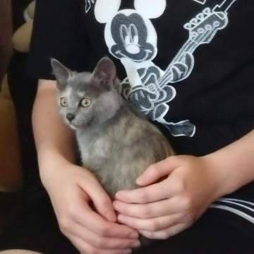 里親決定。ありがとうございます。