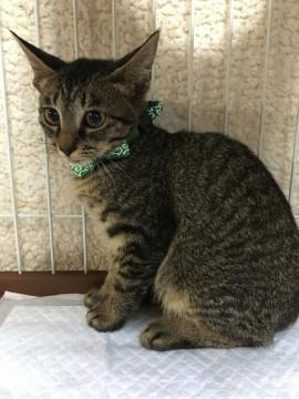 「交渉中」物静かなイケメンにゃんこ