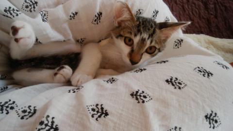 超～個性的な柄　キジ白くん　兄弟一匹残り