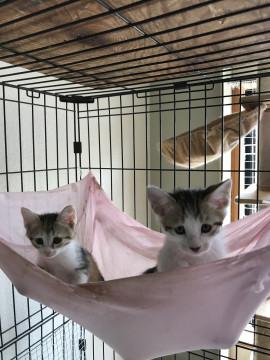 見てて飽きない1.5ヶ月子猫(*^^*)