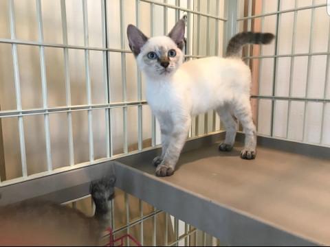 シャム柄の仔猫ちゃん