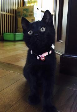 私のママになってくだちゃい