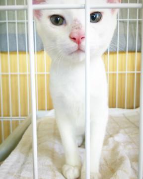 子猫★白猫★お稲荷様ズ①(２６)