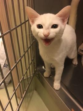 子猫★白猫★お稲荷様ズ②(２７)