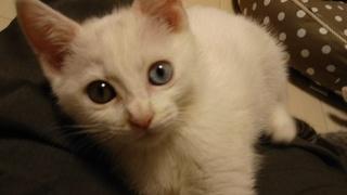 オッドアイのひょうきん女子