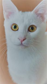 白く　正しく　美しく！？の白猫くん
