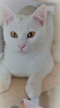 おっとり　むっちり　ちゃっかり白猫くん