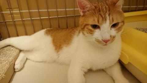 （動画あり）幸せになりたい☆成猫くん