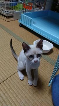 保護猫です