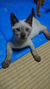 保護猫です