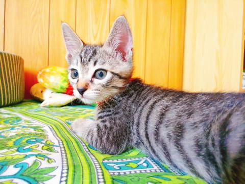 ～美にゃん子、おたべくん～