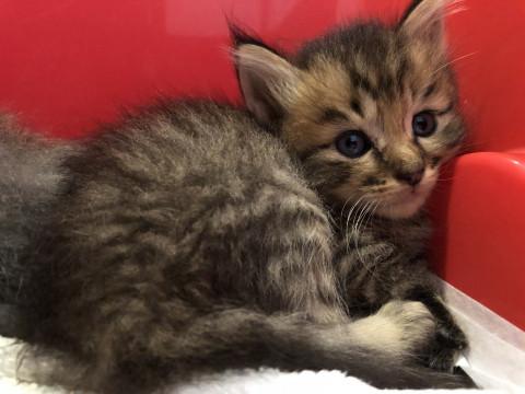子猫 体重400g 2匹います。