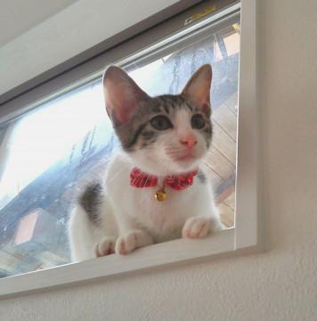 キジちゃんファミリー Ⅲ