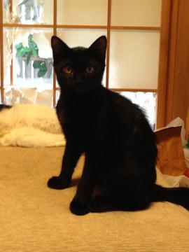 幸運のカギしっぽ☆真っ黒の子猫ちゃん