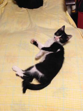 【もはや犬】人なつっこい鼻ブチ子猫