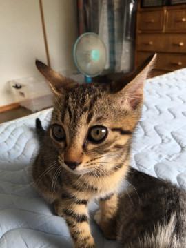 そっくりきょうだい