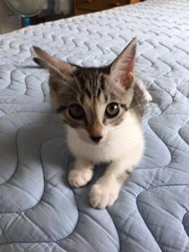 そっくりきょうだい