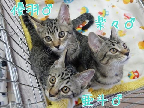 人馴れしています★キジーズ3兄弟