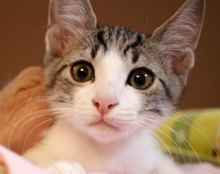 ワンパクざかりのナダルくん