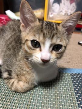 奈良県】ｺﾄﾗちゃん? - 猫の里親募集 - ネコジルシ