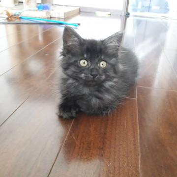 美猫♡モフモフちゃん♡