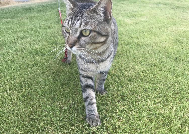 福岡県 甘えん坊のキジトラくん 猫の里親募集 ネコジルシ