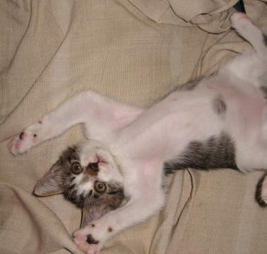 お腹を見せて甘えるカマッテちゃん