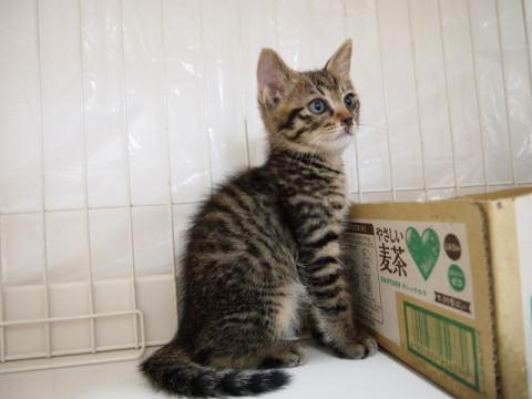 濃いトラ柄兄弟生後2ヶ月♪