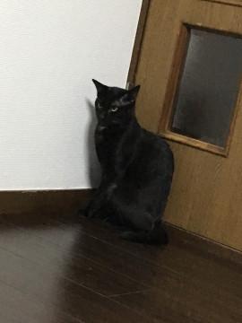 単身、男性可！人懐っこいクロ