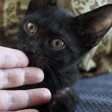 甘えん坊な黒猫