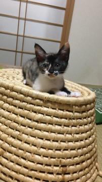 ミルクから育てた ひじきちゃん♪