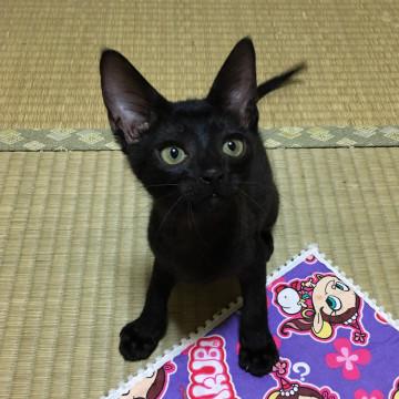 ミルクから育てた こんぶ君♪
